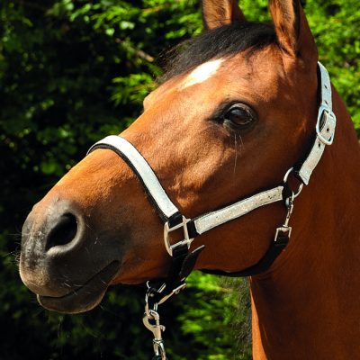 Head-Collars, Halters and Lead Ropes